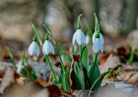 White snowdrops Stock Photos