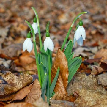 White snowdrops Stock Photos