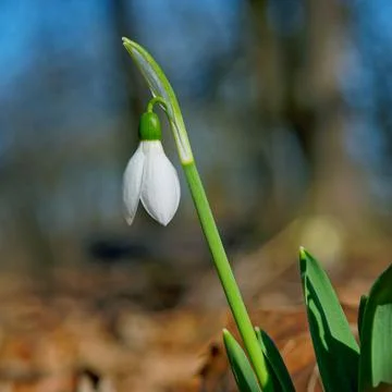White snowdrops Stock Photos