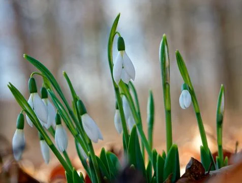 White snowdrops Stock Photos