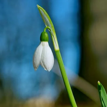 White snowdrops Stock Photos