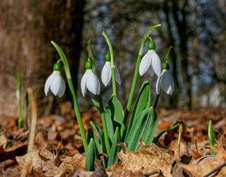 White snowdrops 스톡 사진