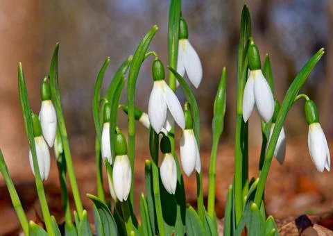 White snowdrops Stock Photos