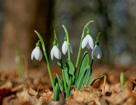White snowdrops Stock Photos