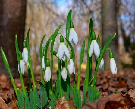 White snowdrops Stock Photos