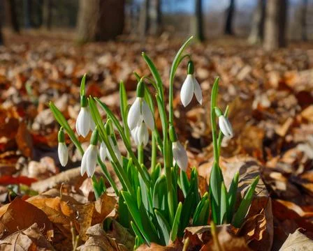 White snowdrops Stock Photos
