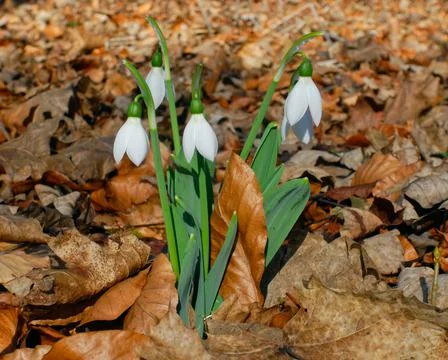 White snowdrops Stock Photos