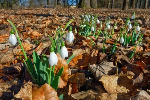 White snowdrops Stock Photos