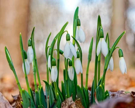 White snowdrops 스톡 사진