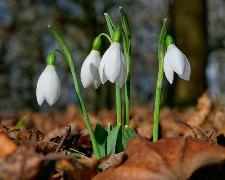 White snowdrops Stock Photos