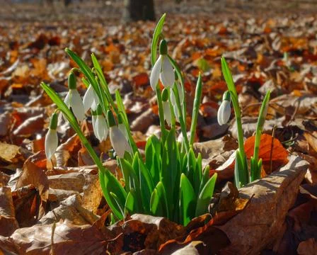 White snowdrops Stock Photos