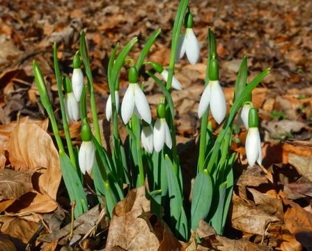 White snowdrops Stock Photos