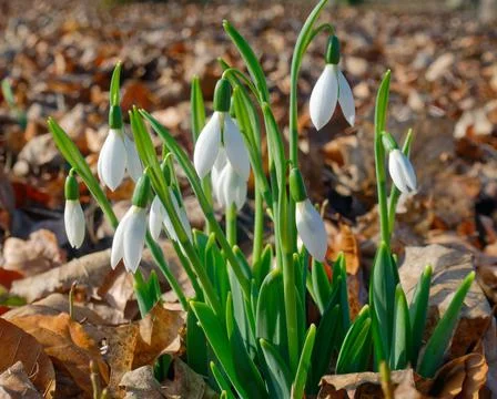 White snowdrops 스톡 사진