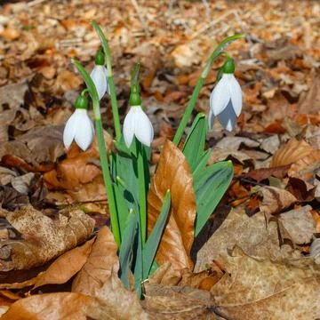 White snowdrops Stock Photos