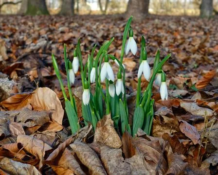 White snowdrops 스톡 사진