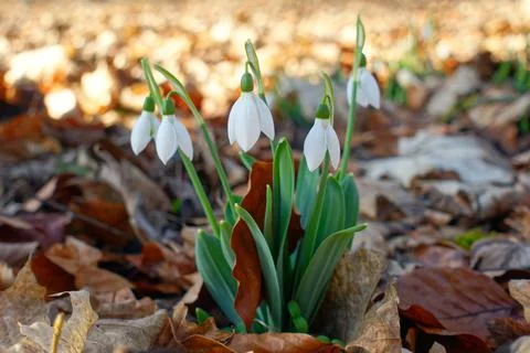 White snowdrops Stock Photos