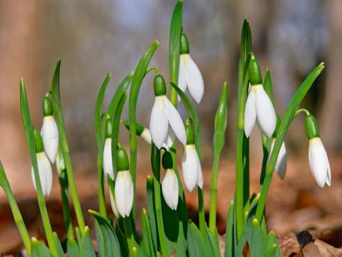 White snowdrops Stock Photos