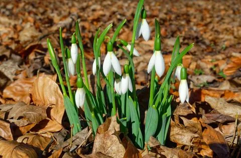 White snowdrops Stock Photos