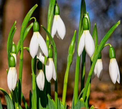 White snowdrops 스톡 사진