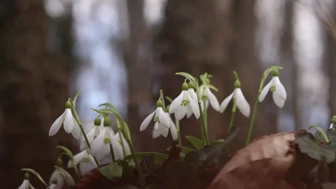White snowdrops poking through last year's dead leaves Video stock 332986677