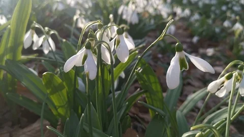 White snowdrops in the spring forest 4K Video stock 126935838