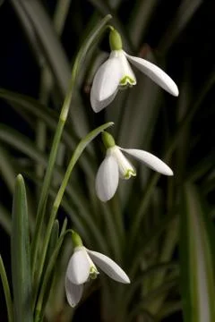 White snowdrops, springtime. Stock Photos