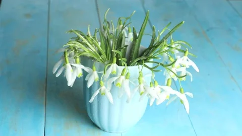 White snowdrops stand in a blue vase Stock Footage 237307133