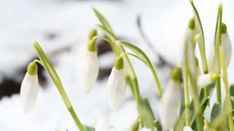 White snowdrops sway in the wind. Stock Footage 223866685
