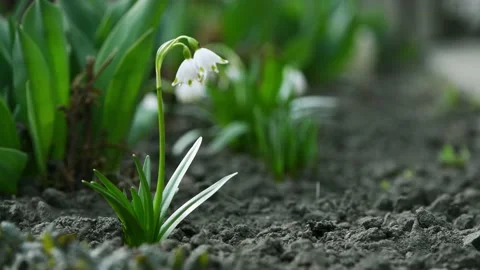 White snowdrops sway in the wind. Stock Footage 223867305