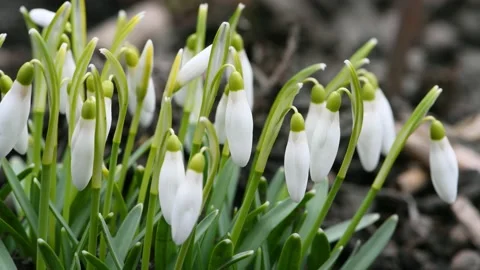 White snowdrops sway in the wind. Spring background. Stock Footage 239230076