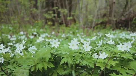 White snowdrops in the woods Видео 65251477