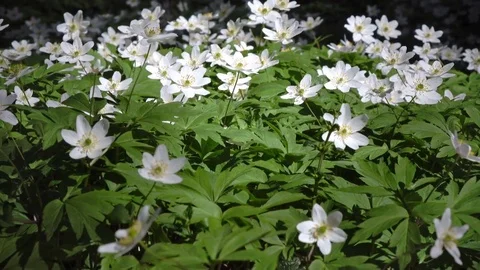 White snowdrops(Galanthus). Stock Footage 84864242