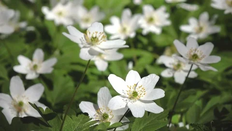 White snowdrops(Galanthus). Stock Footage 84864293