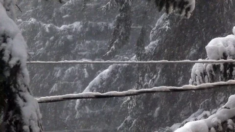 White snowfall piling up on electric lines in forest Stock Footage 105026808