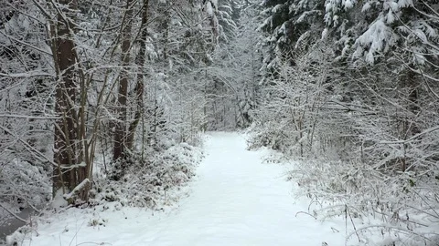 White snowy forest path in slow motion 動画素材 121544155