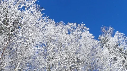 White snowy forest with snow falling down from branches Stock Footage 88063354