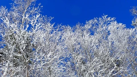 White snowy forest with snow falling down from branches Stock Footage 88207239