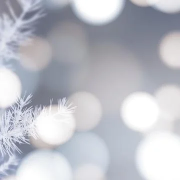 White snowy pine branch background Stock Photos