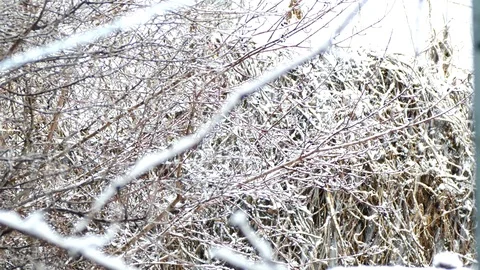 White snowy tree branches during a snowfall Stock Footage 123572539