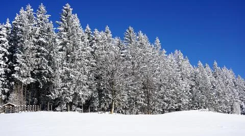 White snowy trees &amp; blue sky - amazing winter landscape Stock Photos