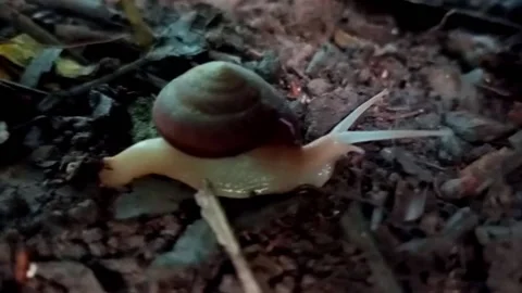 White soft body snail Stock Footage 221873162