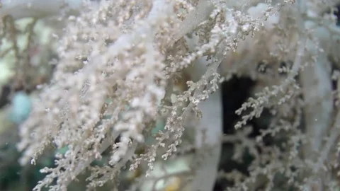 White soft coral flattering with the current Stock Footage 82684777