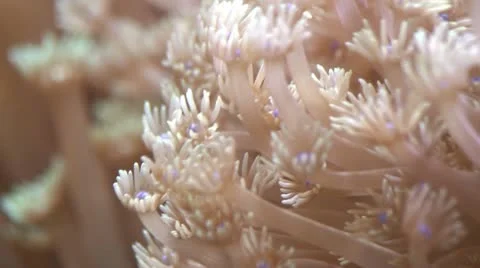 White soft coral Stock Footage 11145994