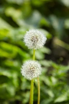 White soft dandelion spring flower Stock Photos