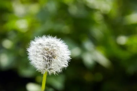 White soft dandelion spring flower Stock Photos