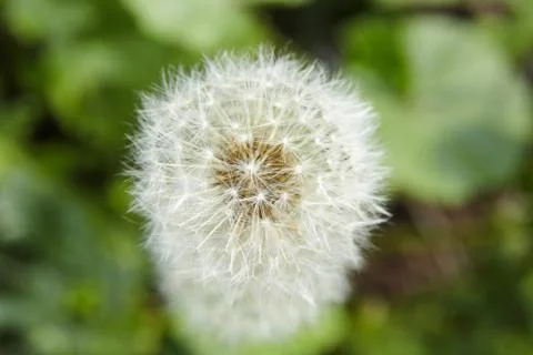 White soft dandelion spring flower Stock Photos