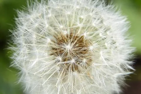 White soft dandelion spring flower Stock Photos