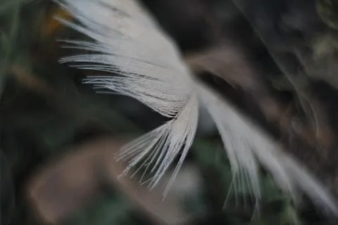 The white soft feather Foto stock