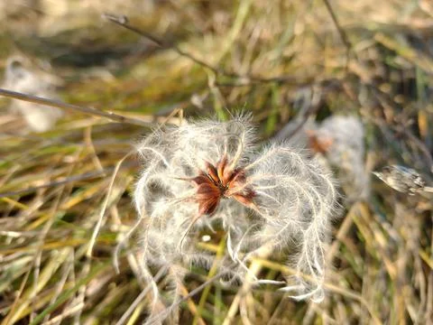 A white soft flower in the grass Stock-Fotos