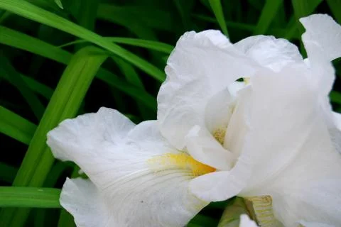 White softness Stock Photos